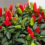 Перец летний (Capsicum annuum)