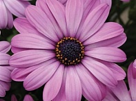 Остеоспермум Эклона