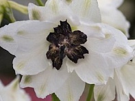 Дельфиниум высокий (Magic Fountains)