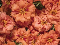 Портулак крупноцветковый (Stopwatch F1)