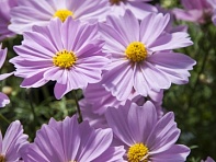 Космея дваждыперистая (Apollo F1)