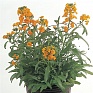 Желтушник гибридный (Erysimum hybridum)