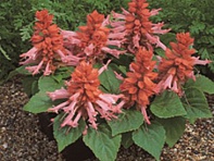 Сальвия блестящая (Salsa) Сальвия блестящая (Salsa)