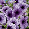 Петуния многоцветковая (Petunia multiflora)