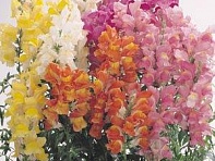 Львиный зев (Антирринум) большой (Solstice F1)