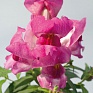 Львиный зев (Антирринум) большой (Antirrhinum majus)