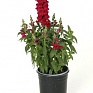 Львиный зев (Антирринум) большой (Antirrhinum majus)