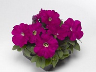 Петуния многоцветковая (генетически компактная) (Damask F1)