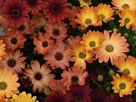 Остеоспермум Эклона (Akila F1)