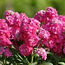 Левкой седой (Matthiola incana)