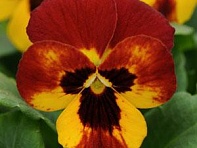 Виола рогатая (Sorbet Standart F1)