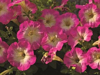 Петуния мелкоцветковая (Picobella F1)