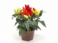 Перец летний (Mambo)