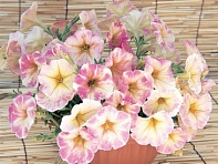 Петуния крупноцветковая гофрированная (Dolce F1)