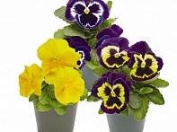 Виола виттрока