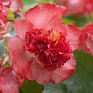 Бегония вечноцветущая махровая (зеленая листва) (Begonia semperflorens)
