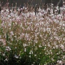 Гаура Линдхеймера (Gaura lindheimeri)