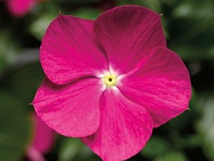 Катарантус розовый ампельный (Cora Cascade XDR F1)