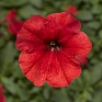 Петуния многоцветковая (генетически компактная) (Petunia multiflora)