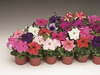 Петуния крупноцветковая (Bravo F1)