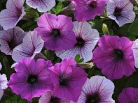 Петуния ампельная гибридная (Easy Wave F1)