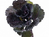 Декоративная капуста (Black Leaf F1)