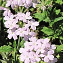 Вербена гибридная (Verbena hybrida)