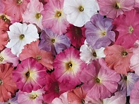 Петуния многоцветковая (Celebrity F1)