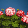 Герань (пеларгония садовая) (Pelargonium x hortorum)