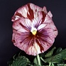 Виола Виттрока бахромчатая (Viola wittrockiana)