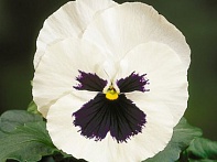 Виола Виттрока