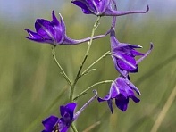 Дельфиниум полевой (Chorus)