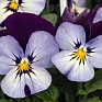 Виола рогатая (Viola cornuta)