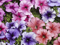 Петуния крупноцветковая (Tritunia F1)
