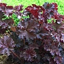 Гейхера мелкоцветная (Heuchera micrantha)