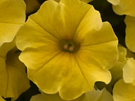 Петхоа гибридная ампельная (Caliburst F1)