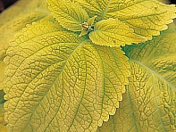 Колеус Блюме (Giant Exhibition)