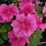 Петуния крупноцветковая (генетически компактная) (Petunia grandiflora)