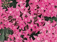 Пентас ланцетовидный