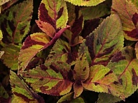 Колеус гибридный (Premium Sun)