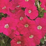 Петуния мелкоцветковая (Petunia milliflora)