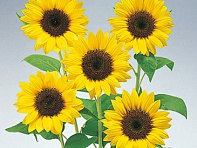 Подсолнечник летний (Premier F1) Подсолнечник летний (Premier F1)