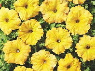 Петуния ампельная гибридная (Лавина F1)
