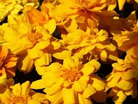 Бархатцы отклоненные (Alumia) Бархатцы отклоненные (Alumia)