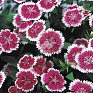 Гвоздика китайская х турецкая (Dianthus chinensis x barbatus)