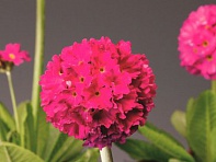 Примула мелкозубчатая (Corolla)