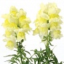 Львиный зев (Антирринум) большой (Antirrhinum majus)