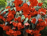 Бегония клубневая махровая ампельная (Sun Dancer F1)