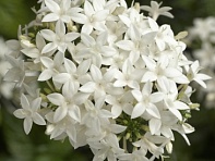 Пентас ланцетовидный (BeeBright F1)