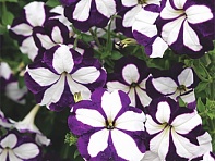 Петуния ампельная гибридная (Лавина F1)